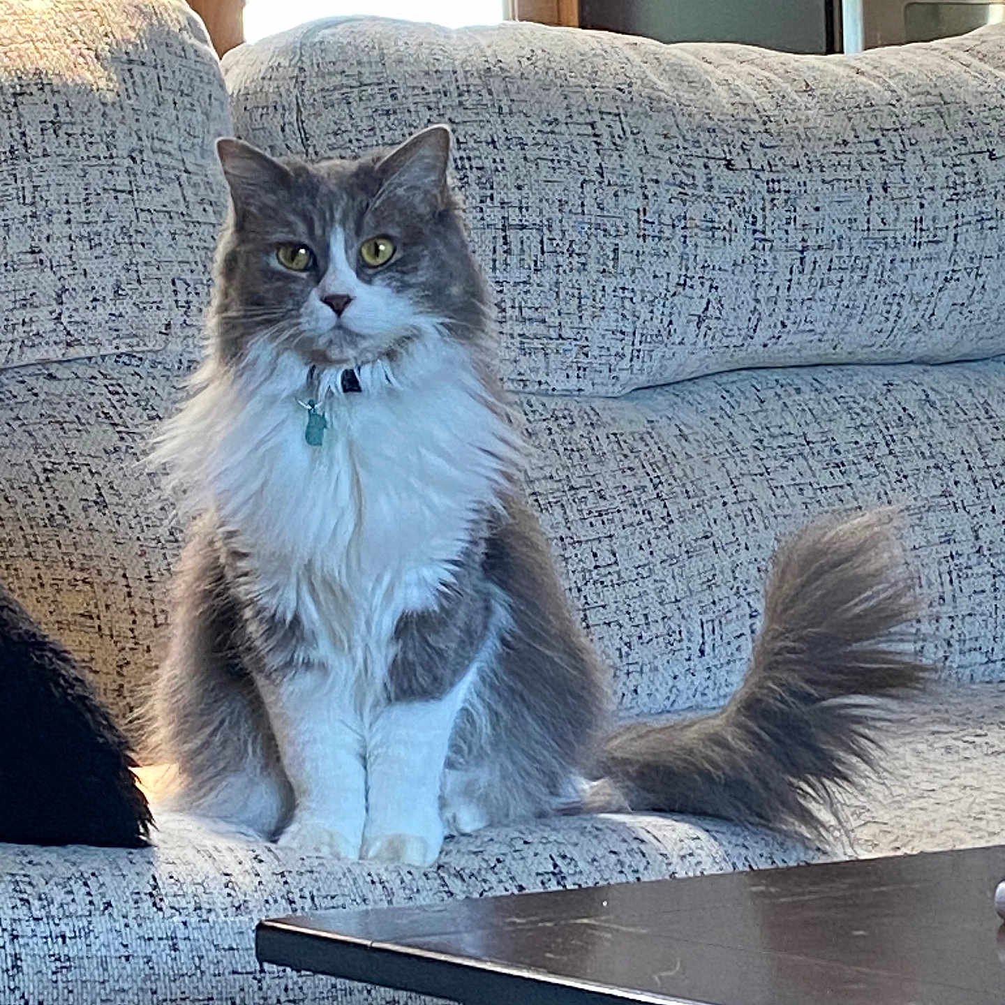 Yumibear is registered to the contest to win money with this photo: alert, animal, cat, collar, couch, cute, domestic_animal, feline, fluffy, fur, home, indoor, living_room, pet, portrait, relaxed, sitting, tail, whiskers, window