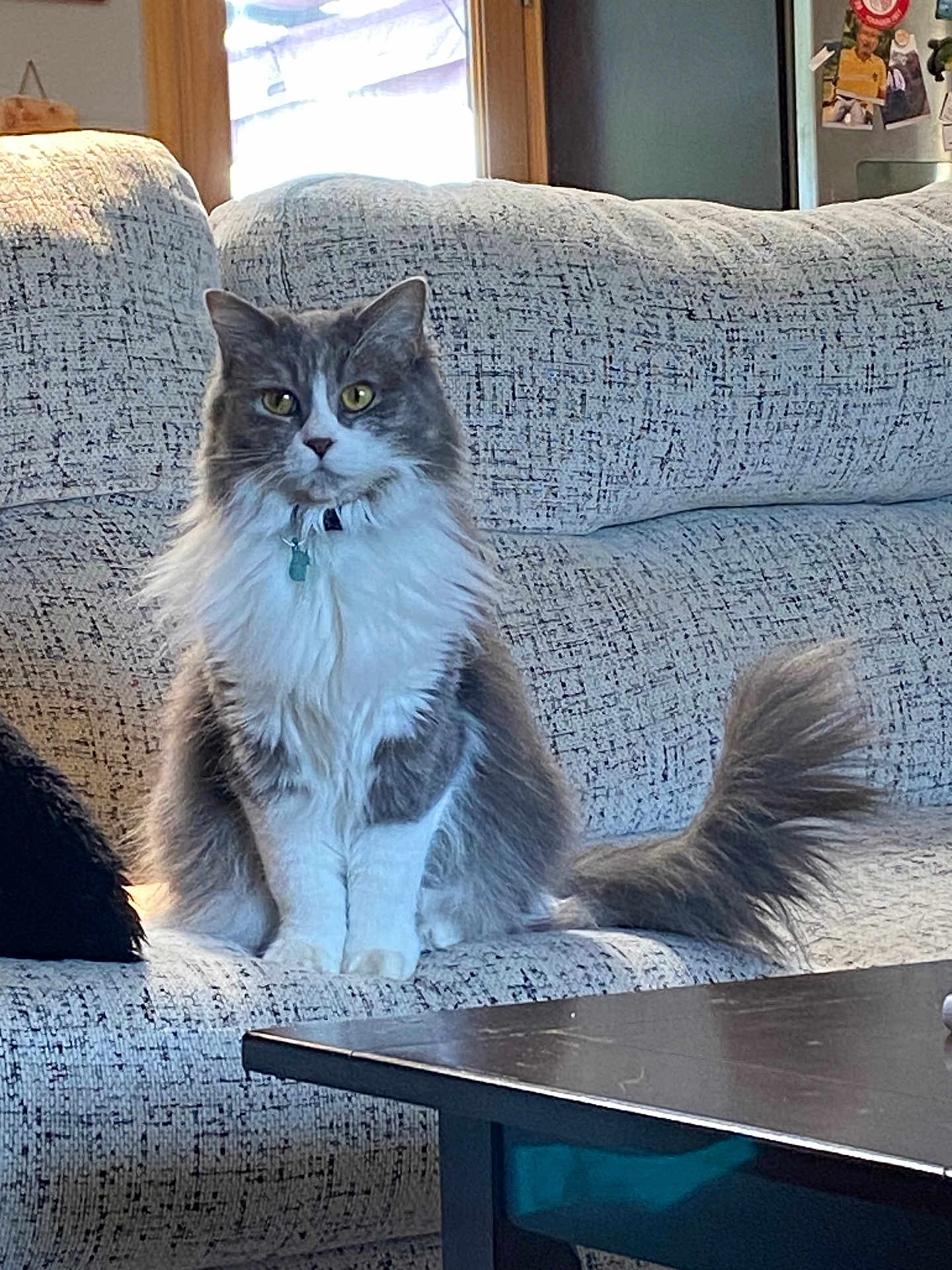 Yumibear is registered to the contest to win money with this photo: alert, animal, cat, collar, couch, cute, domestic_animal, feline, fluffy, fur, home, indoor, living_room, pet, portrait, relaxed, sitting, tail, whiskers, window