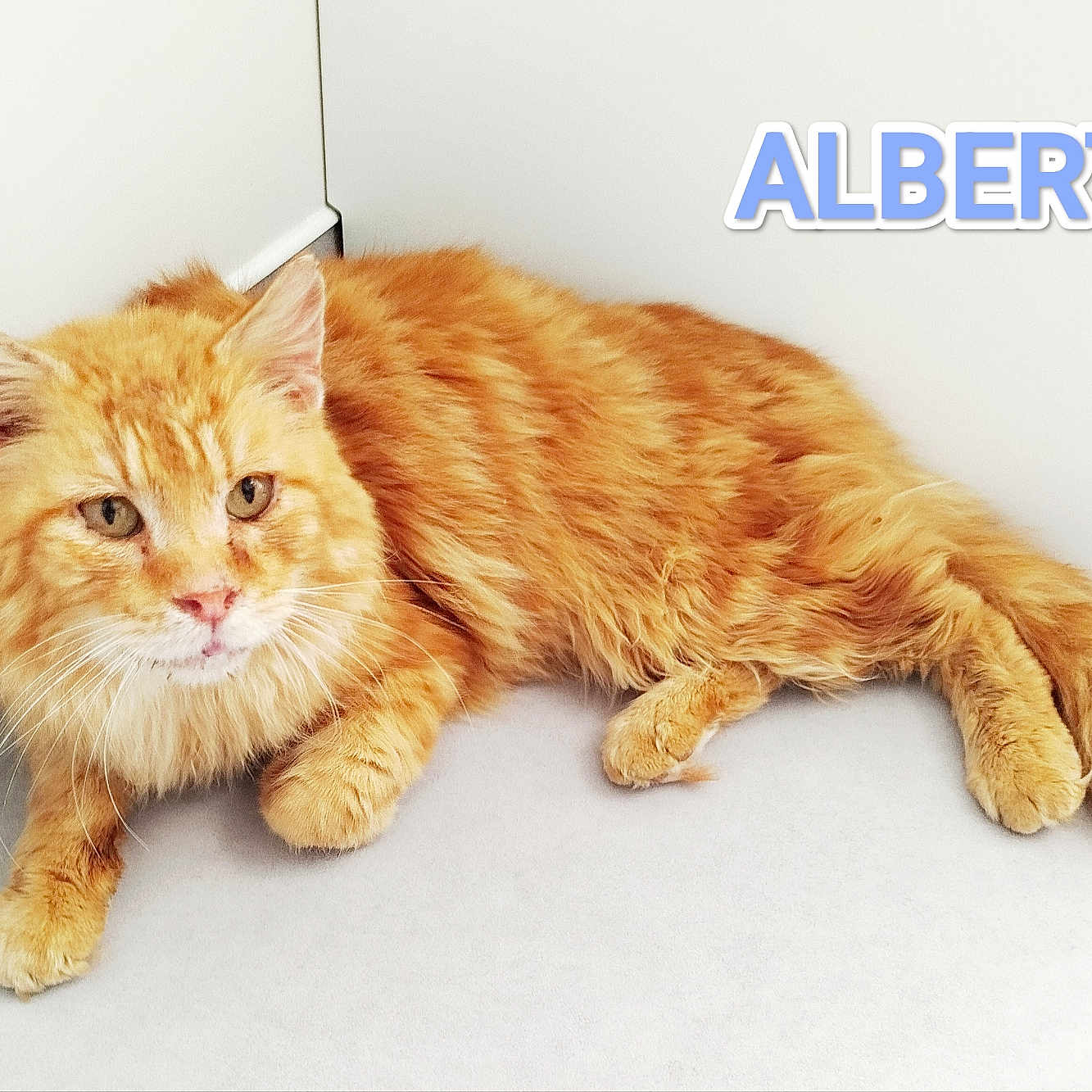Albert