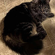 Mercy is registered to the contest to win money with this photo: cat, tabby, fluffy, pet, animal, indoor, floor, tile, whiskers, tail, fur, relaxed, cute, mammal, domestic, feline, eyes, paws, resting, companion