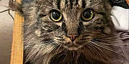 Mercy joined the competition — help win amazing prizes! animal, cat, closeup, cozy, curious, cute, domestic, drawer, eyes, feline, fluffy, fur, household, indoor, looking, pet, resting, tabby, whiskers, wood