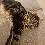 Mercy is registered to the contest to win money with this photo: cat, tabby, fluffy, bow_tie, plaid, couch, gray, feline, pet, relaxed, stretching, indoor, animal, fur, whiskers, ears, cute, domestic, resting, portrait