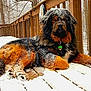 Kodiak is registered to the contest to win money with this photo: animal, black, brown, canine, cold, deck, dog, forest, fur, large_dog, lying_down, nature, outdoor, pet, quiet, snow, snowflakes, tag, winter, wood