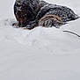 Kodiak is registered to the contest to win money with this photo: animal, canine, cold, daytime, dog, fluffy, forest, fur, laying_down, mammal, nature, outdoor, pet, quiet, relaxed, snow, snow_covered, trees, wildlife, winter