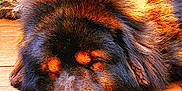 Kodiak is registered to the contest to win money with this photo: animal, black, brown, canine, close_up, dog, fluffy, fur, greenery, nature, orange, outdoor, peaceful, pet, portrait, relaxing, resting, sleeping, summer, wooden_deck