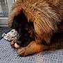 Kodiak joined the competition — help win amazing prizes! animal, black, brown, cozy, cute, dog, door, fluffy, fur, home, indoor, large_dog, mat, paw, pet, relaxed, resting, toy, window, wood_floor