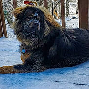 Kodiak joined the competition — help win amazing prizes! animal, animal_portrait, calm, canine, cold, daylight, deck, dog, fluffy, forest, frost, fur, nature, outdoor, pet, resting, snow, winter, winter_clothing, wood