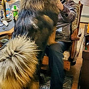 Kodiak is registered to the contest to win money with this photo: boots, carpet, casual, chair, dog, fluffy, friendly, fur, furniture, hand, home, indoor, lamp, large_dog, person, pet, sitting, table, tail, wood_floor