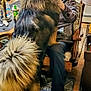 boots, carpet, casual, chair, dog, fluffy, friendly, fur, furniture, hand, home, indoor, lamp, large_dog, person, pet, sitting, table, tail, wood_floor