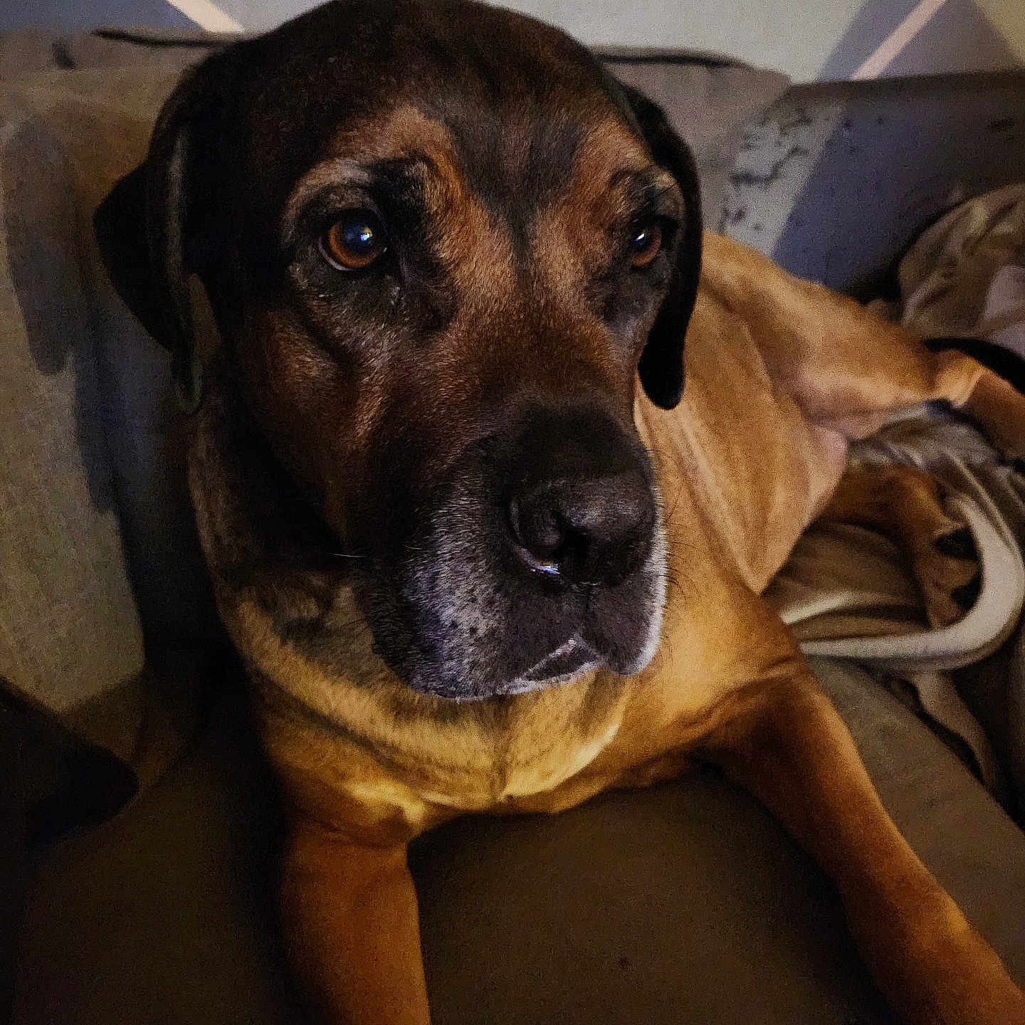 Tiberuis participe au concours pour gagner de l'argent avec cette photo : animal, architecture, armchair, boxer, building, bulldog, canine, chair, couch, dog, furniture, greatdane, hound, indoors, labradorretriever, livingroom, pet, pitbull, pointer, puppy