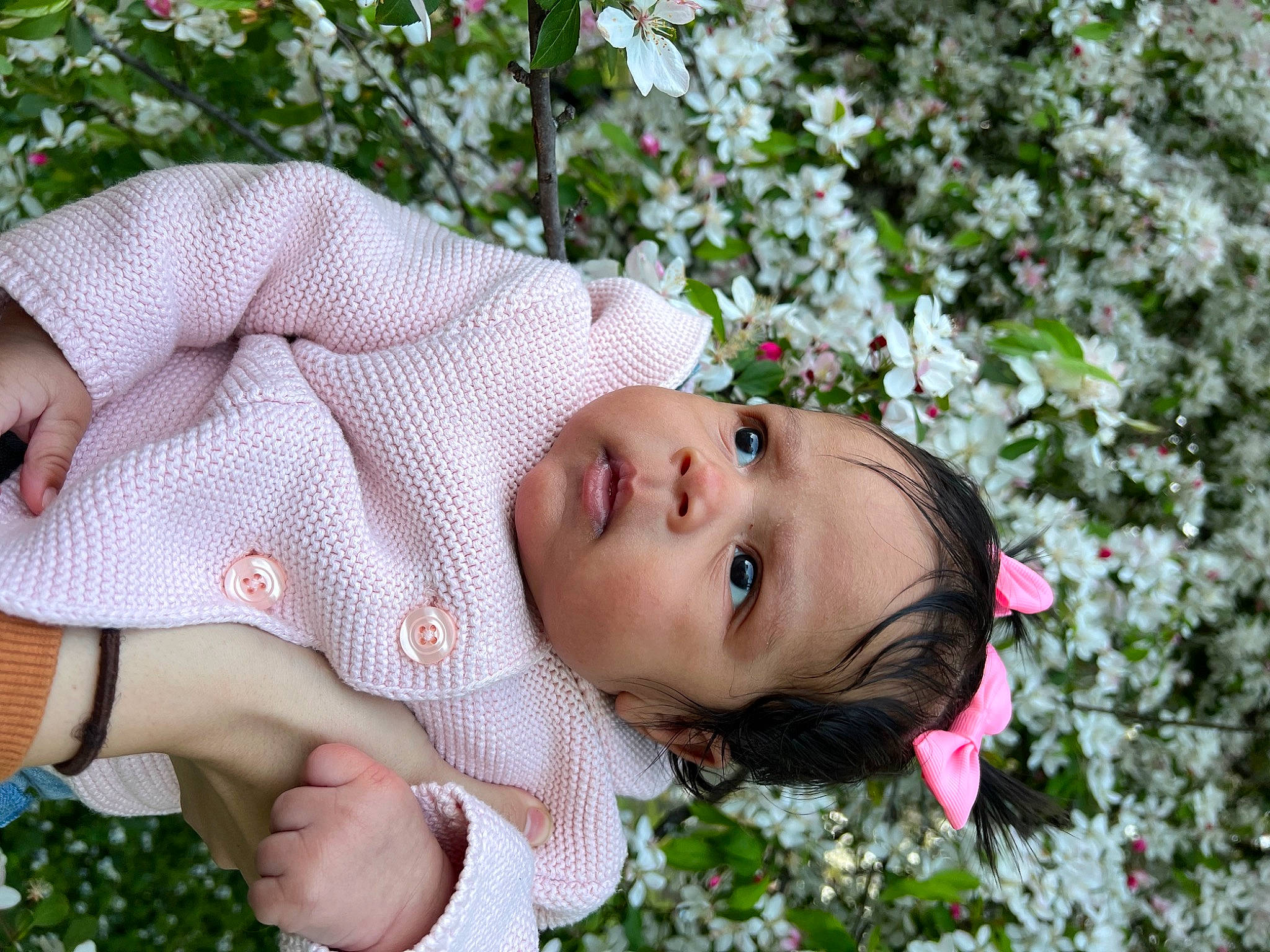 Avianni is registered to the contest to win money with this photo: baby, blossom, botany, flower, grass, hand, happy, leaf, leisure, lip, people_in_nature, person, petal, photograph, pink, plant, rose_family, skin, spring, toddler