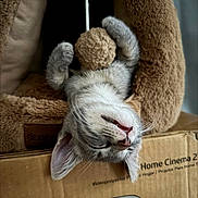 Gravy is registered to the contest to win money with this photo: kitten, cat, plush, toy, upside_down, cozy, sleepy, paws, cardboard_box, home_cinema, indoor, pet, furry, cute, relaxed, playful, whiskers, ears, soft, resting