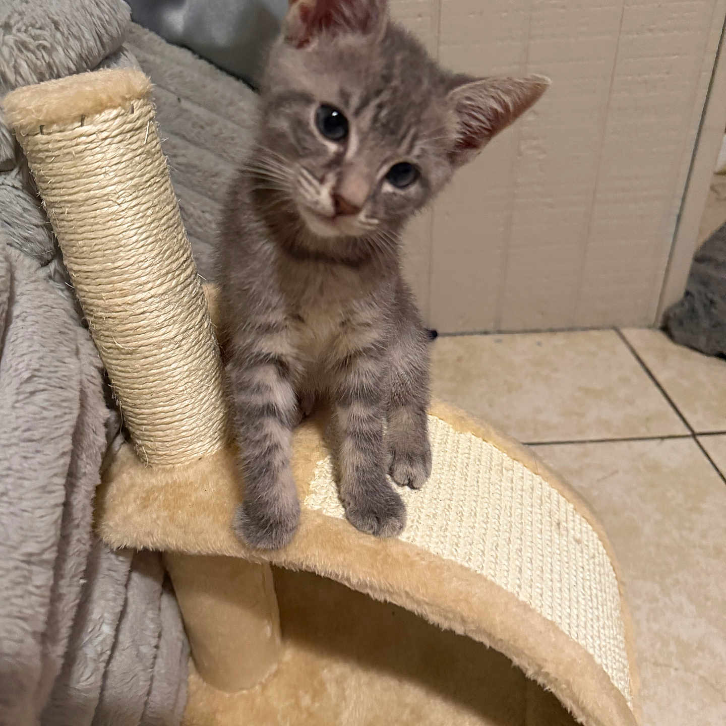 Gravy joined the competition — help win amazing prizes! kitten, cat, scratching_post, gray_tabby, feline, pet, indoor, floor_tile, carpet, curious, young_animal, cute, small, ears, whiskers, paws, looking, head_tilt, fur, domestic_animal