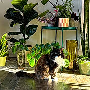 Whiskey is registered to the contest to win money with this photo: cat, indoor, plants, greenery, wooden_floor, sunlight, houseplants, feline, pet, natural_light, decor, potted_plants, leafy, calm, domestic, cozy, flora, animal, home, relaxing