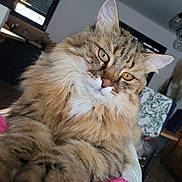 Loukoum participe au concours pour gagner de l'argent avec cette photo : cat, tabby, fluffy, pet, indoor, feline, whiskers, golden_eyes, close_up, fur, portrait, domestic_animal, curious, cozy, house, window, furniture, plant, relaxed, animal