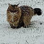 Loukoum a rejoint le concours — aidez-le/la à gagner de superbes lots ! battery_icon, cat, feline, fluffy_cat, gallery_thumbnail, grass, long_hair_cat, natural_background, outdoor, pet, phone_ui, portrait, screenshot, sitting, snow, snowy_fur, tail, timestamp, whiskers, winter