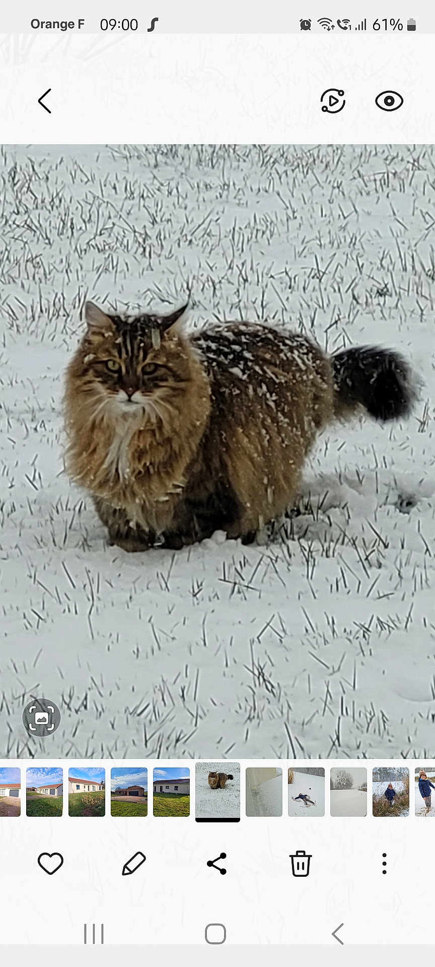 Loukoum a rejoint le concours — aidez-le/la à gagner de superbes lots ! battery_icon, cat, feline, fluffy_cat, gallery_thumbnail, grass, long_hair_cat, natural_background, outdoor, pet, phone_ui, portrait, screenshot, sitting, snow, snowy_fur, tail, timestamp, whiskers, winter