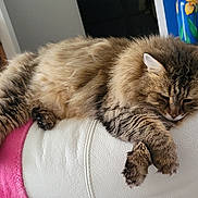 Loukoum participe au concours pour gagner de l'argent avec cette photo : cat, closeup, couch, cozy, domestic_cat, ears, fluffy, fur_texture, furniture, indoor, long_hair, nap, paw, pet, pink_blanket, relaxed, sleeping, tabby_cat, whiskers, white_leather