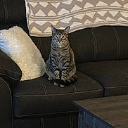 Rocky is registered to the contest to win money with this photo: cat, tabby_cat, pet, indoor, sofa, couch, pillow, blanket, living_room, furniture, sitting, portrait, whiskers, green_eyes, tail, upholstery, cozy, wooden_table, curious, centered