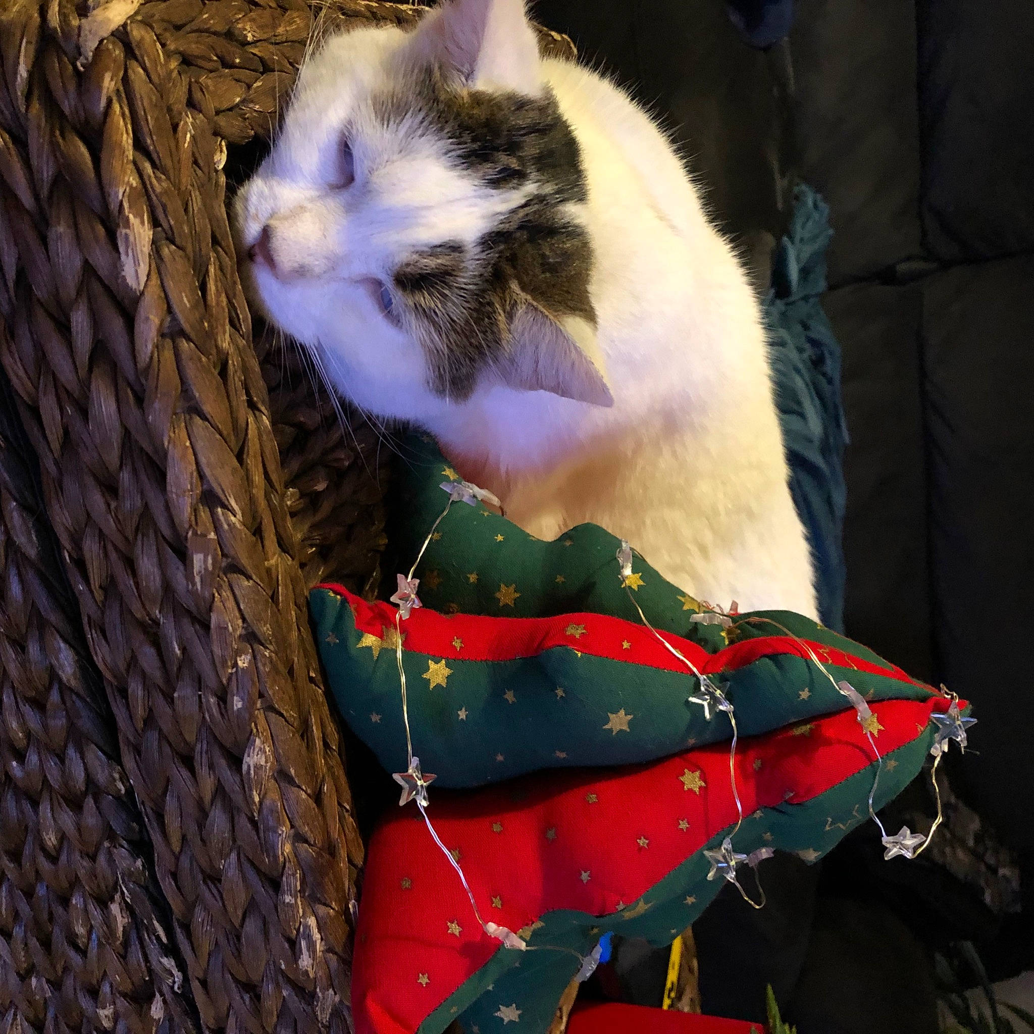 Oxana a rejoint le concours — aidez-le/la à gagner de superbes lots ! carmine, carnivore, cat, domestic_short_haired_cat, fawn, felidae, formal_wear, fur, grass, lap, pattern, paw, plant, sitting, sky, small_to_medium_sized_cats, snout, tail, tree, whiskers