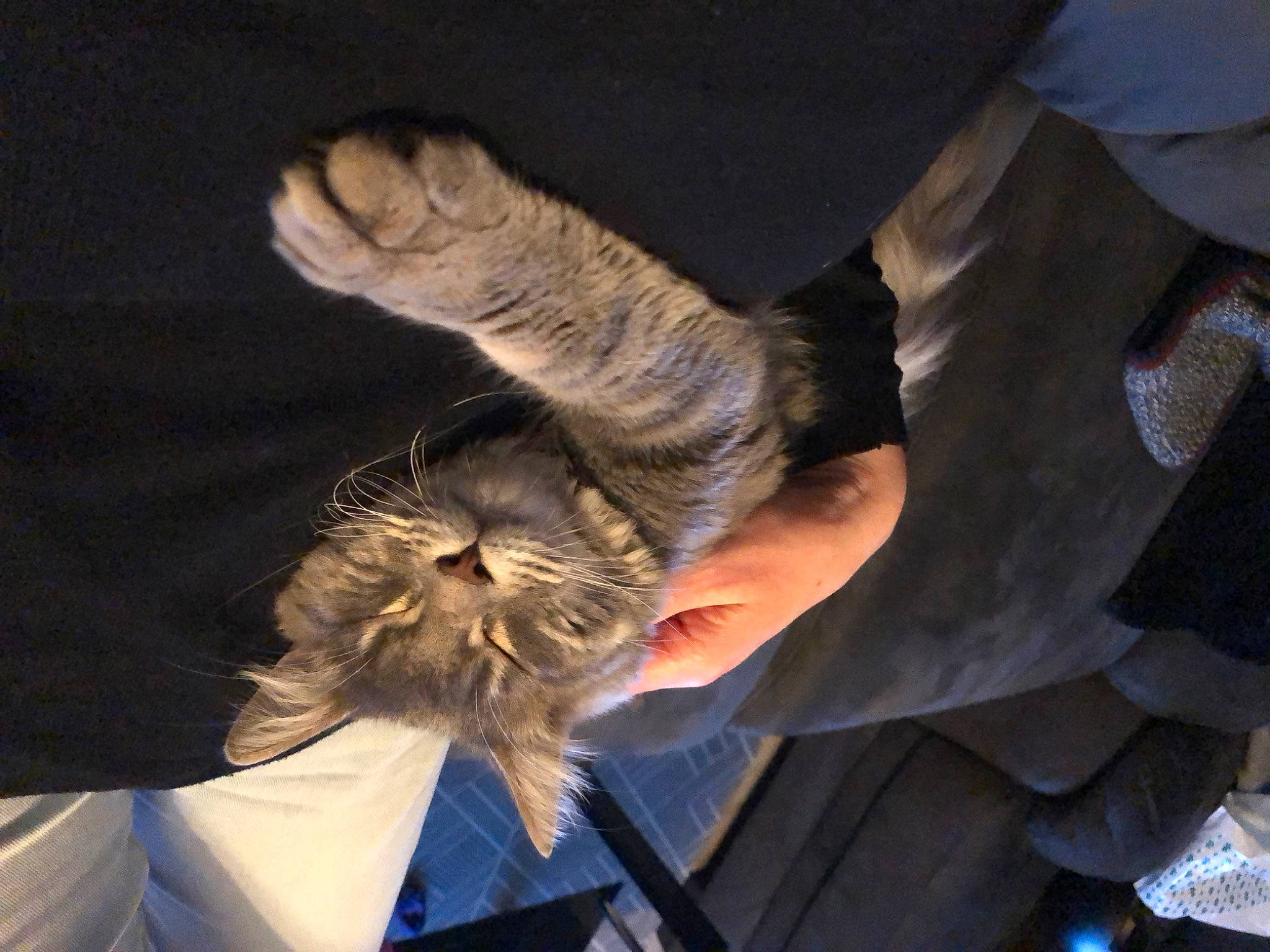 Rio participe au concours pour gagner de l'argent avec cette photo : beard, claw, ear, electric_blue, event, feather, felidae, fur, gesture, glove, small_to_medium_sized_cats, suit, tie, tree, wing