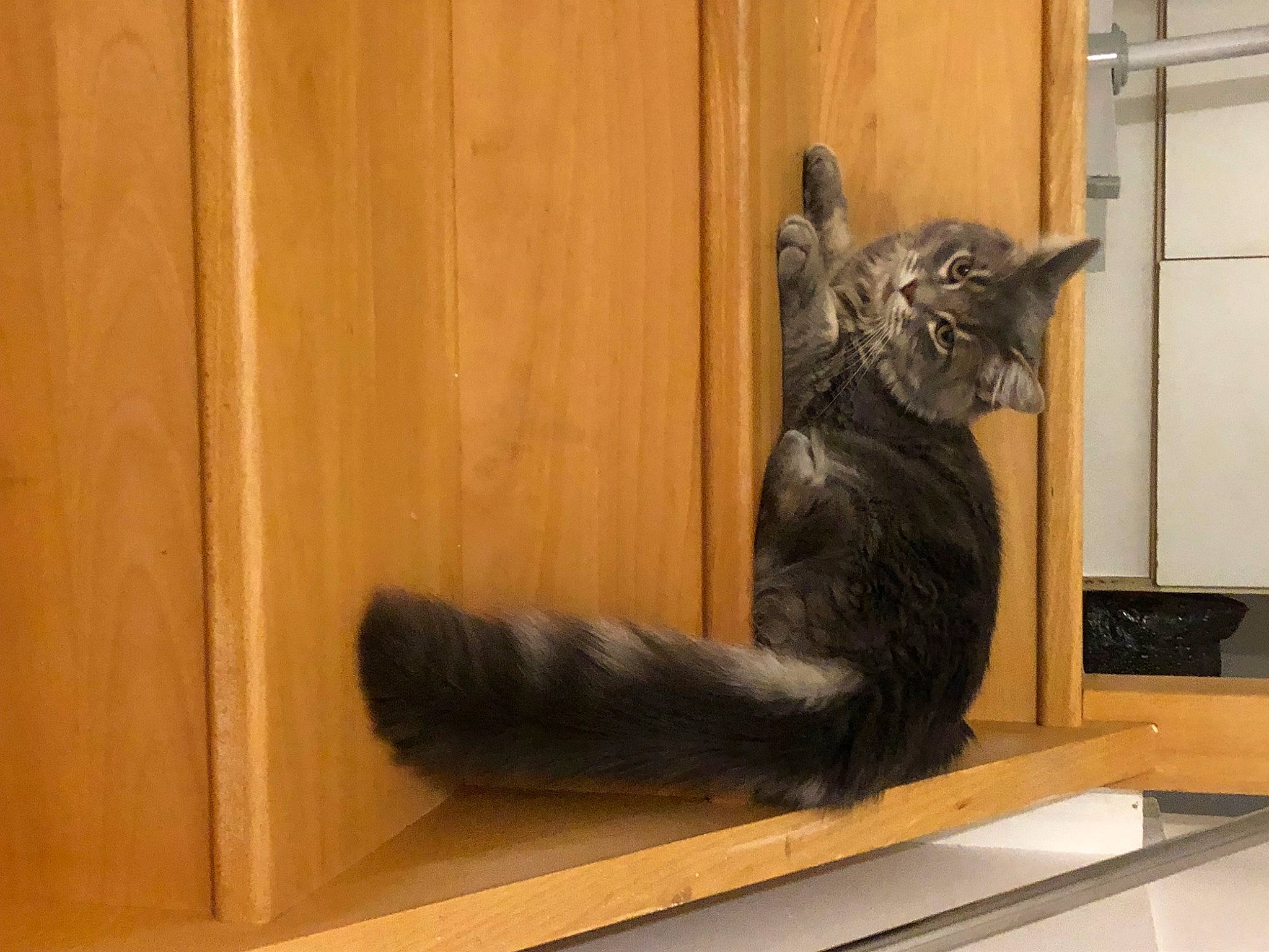 Rio participe au concours pour gagner de l'argent avec cette photo : art, carnivore, cat, domestic_short_haired_cat, door, felidae, flooring, fur, hardwood, natural_material, room, small_to_medium_sized_cats, tail, visual_arts, whiskers, window, wood, wood_stain