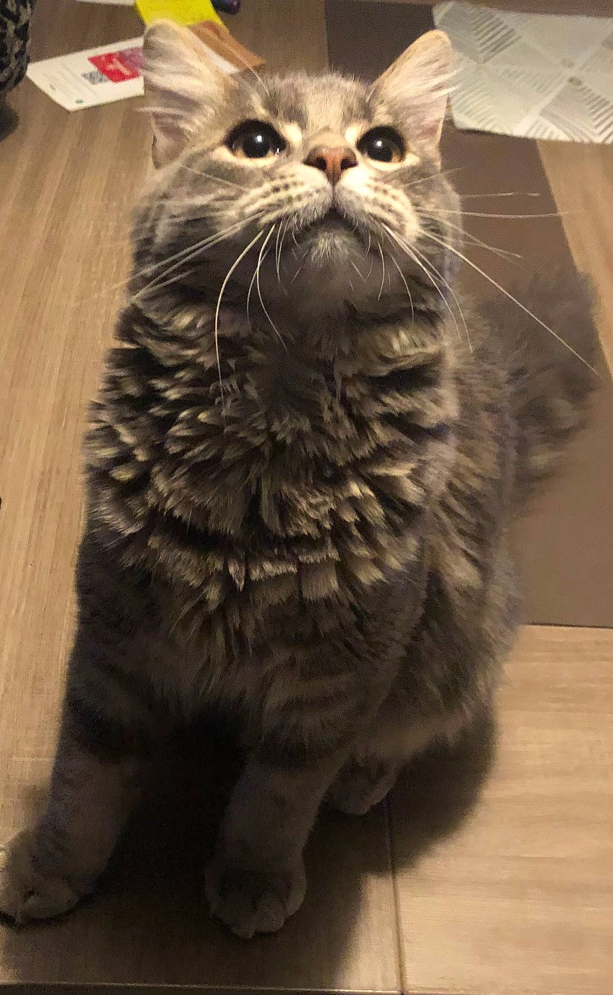 Rio a rejoint le concours — aidez-le/la à gagner de superbes lots ! black_cat, carnivore, cat, claw, domestic_short_haired_cat, fawn, felidae, flooring, fur, hardwood, paw, sitting, small_to_medium_sized_cats, snout, tableware, tail, terrestrial_animal, whiskers, wood