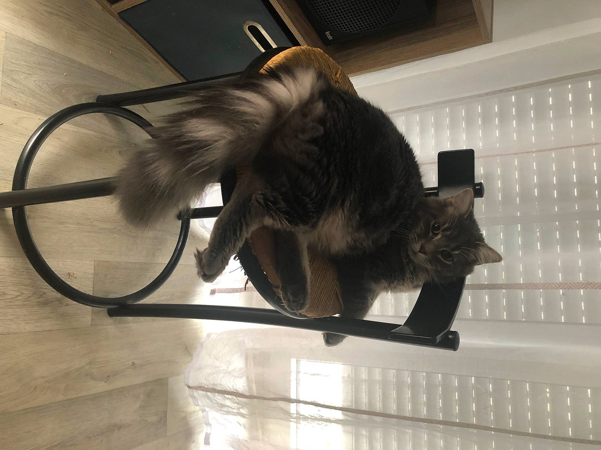 Rio a rejoint le concours — aidez-le/la à gagner de superbes lots ! art, black_cat, carnivore, cat, claw, domestic_short_haired_cat, felidae, flooring, fur, metal, small_to_medium_sized_cats, snout, tail, terrestrial_animal, whiskers, wing