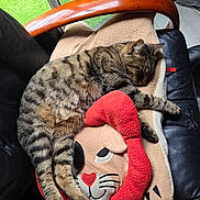 Fripouille participe au concours pour gagner de l'argent avec cette photo : tabby_cat, sleeping_cat, cat, cushion, lion_face_cushion, black_leather_chair, wooden_armrest, indoor, natural_light, relaxed, pet, feline, cozy, nap, striped_fur, soft_texture, home_interior, window_light, resting, animal