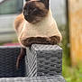 Pixel a rejoint le concours — aidez-le/la à gagner de superbes lots ! animal, armchair, brick, cat, chair, couch, furniture, kitten, manx, pet, siamese