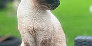 Pixel a rejoint le concours — aidez-le/la à gagner de superbes lots ! animal, cat, pet, siamese