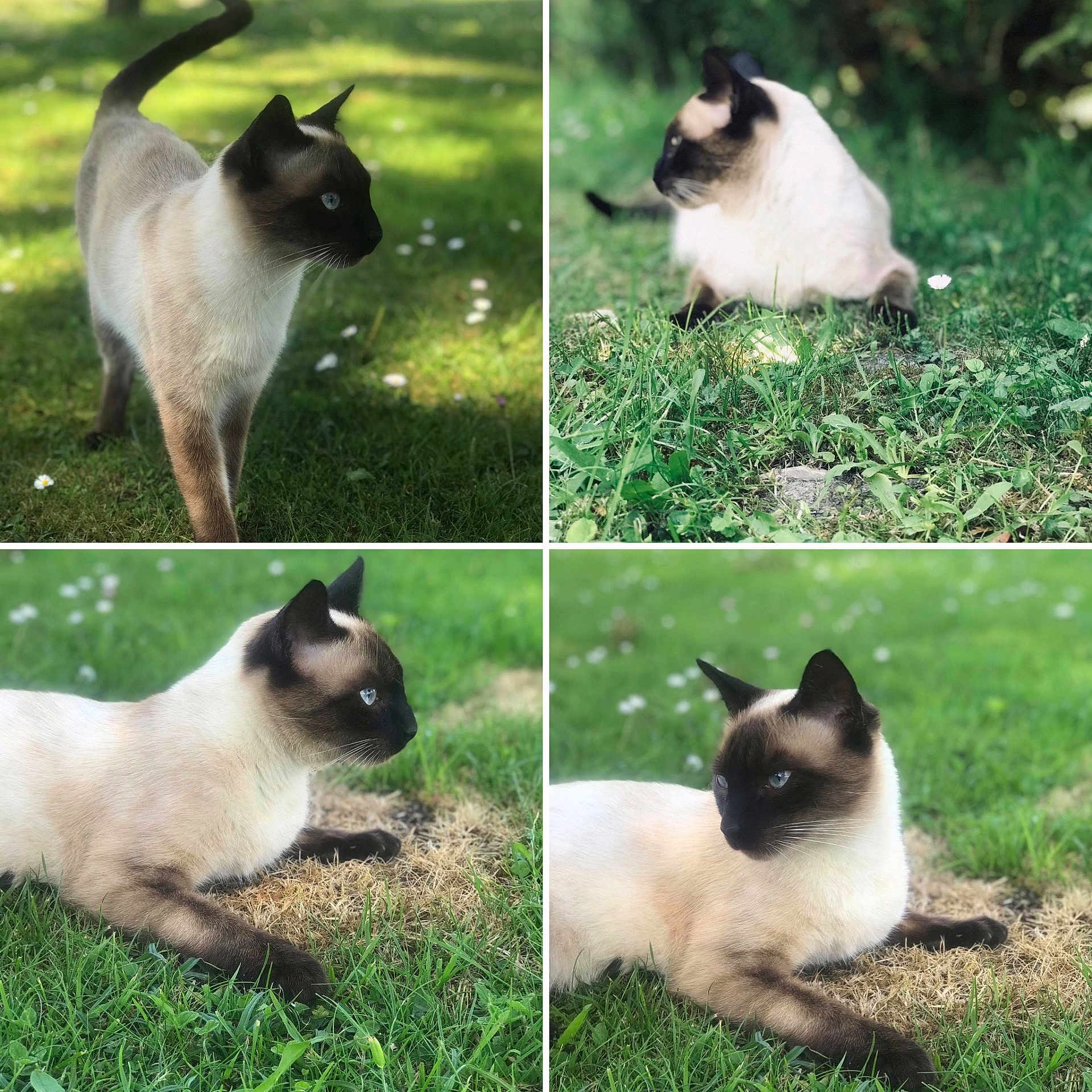 Pixel participe au concours pour gagner de l'argent avec cette photo : animal, art, cat, collage, grass, lawn, manx, pet, plant, siamese