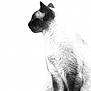 Pixel participe au concours pour gagner de l'argent avec cette photo : animal, cat, pet, siamese