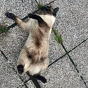 Pixel participe au concours pour gagner de l'argent avec cette photo : accessories, animal, brick, cat, cobblestone, flagstone, gravel, kitten, manx, path, pet, road, siamese, sidewalk, slate, strap, walkway