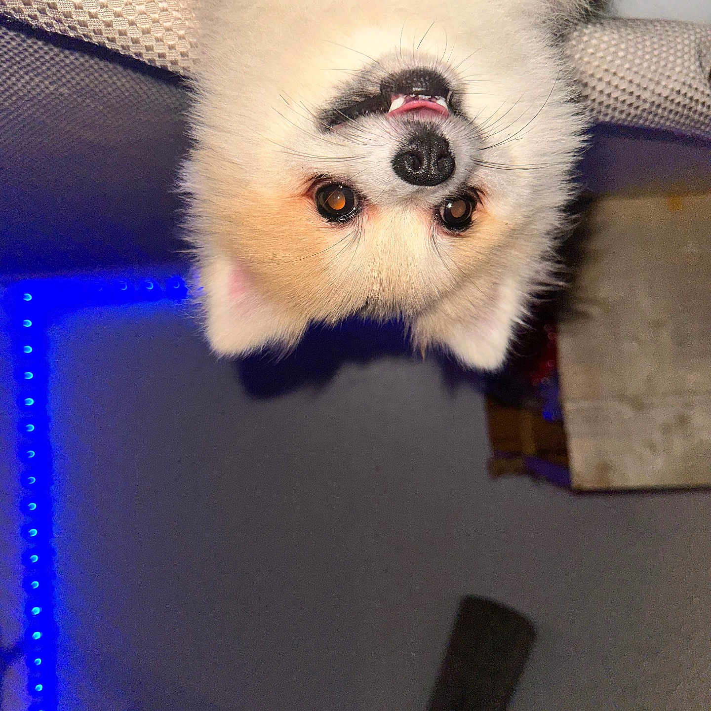 Muñeco is registered to the contest to win money with this photo: animal, bodypart, canine, cat, cockerspaniel, dog, eskimodog, fox, furniture, kitfox, kitten, lemur, lesserpanda, mouth, papillon, person, pet, puppy, snout, teeth