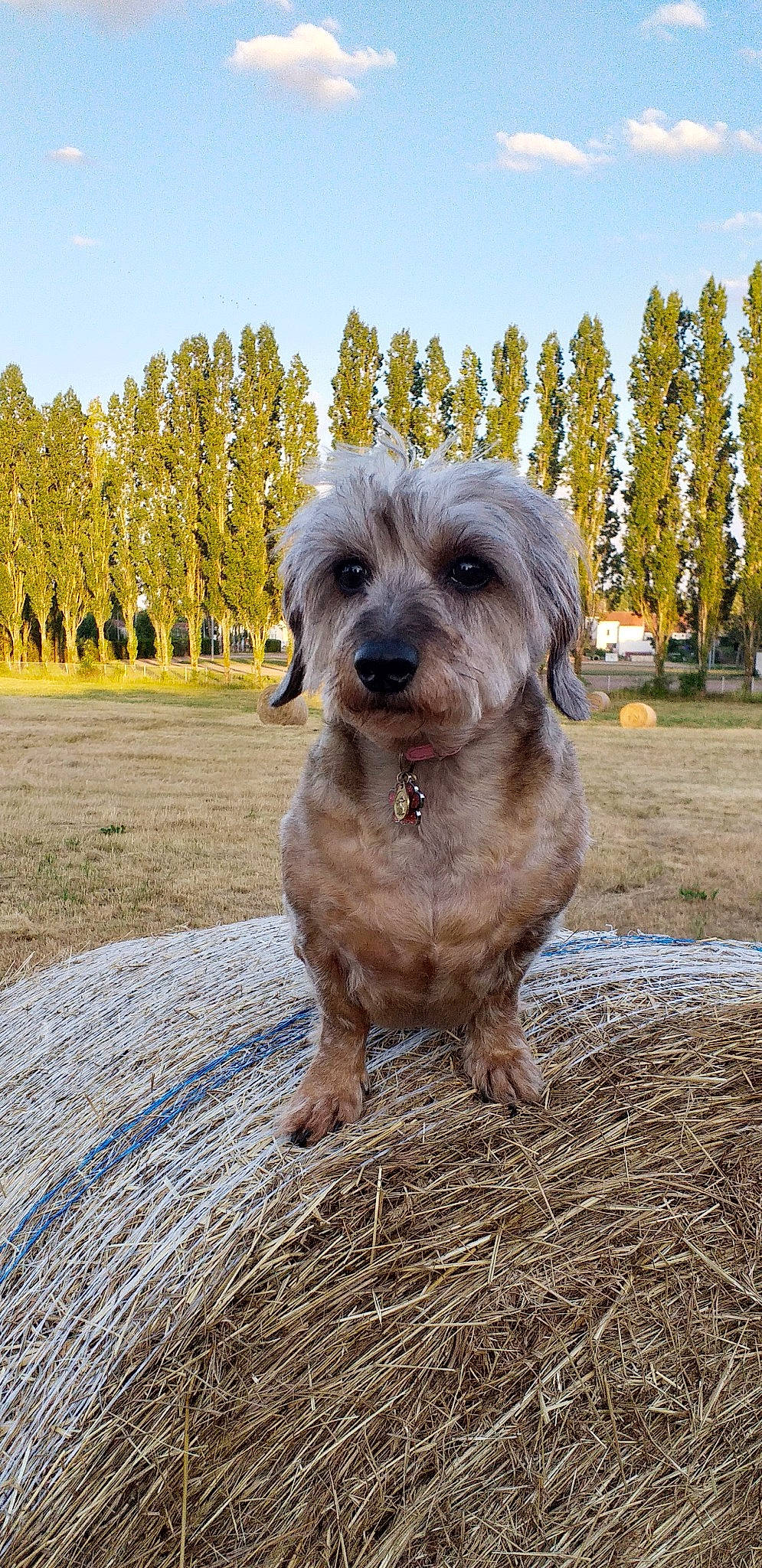Tricote participe au concours pour gagner de l'argent avec cette photo : canidae, carnivore, companion_dog, dog, dog_breed, grass, landscape, liver, sky, small_terrier, snout, soil, sporting_group, terrier, toy_dog, tree, water_dog, wood, working_animal