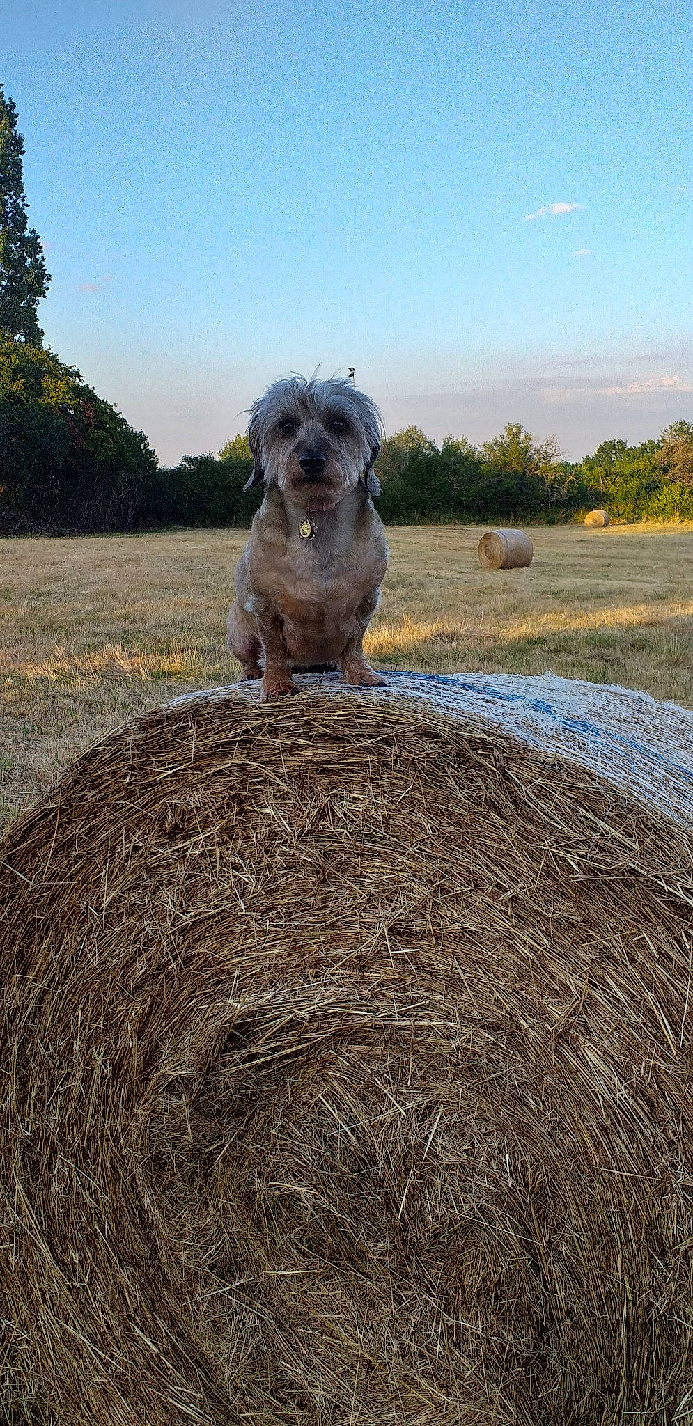 Tricote participe au concours pour gagner de l'argent avec cette photo : agriculture, canidae, carnivore, cloud, companion_dog, dog, dog_breed, fawn, field, grass, landscape, plant, sky, soil, sporting_group, terrestrial_animal, terrier, toy_dog, tree, working_animal