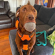 Grizzly Bear joined the competition — help win amazing prizes! dog, brown_dog, orange_harness, tennis_ball, living_room, ottoman, leash, couch, chair, floor, wood_floor, lamp, curtain, window, pet, indoor, animal, sitting, toy, cute