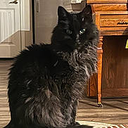 Porky joined the competition — help win amazing prizes! cat, black_cat, fluffy, indoor, pet, animal, feline, sitting, wooden_furniture, rug, floor, door, kitchen, home, domestic_animal, curious, looking, tail, ears, eyes