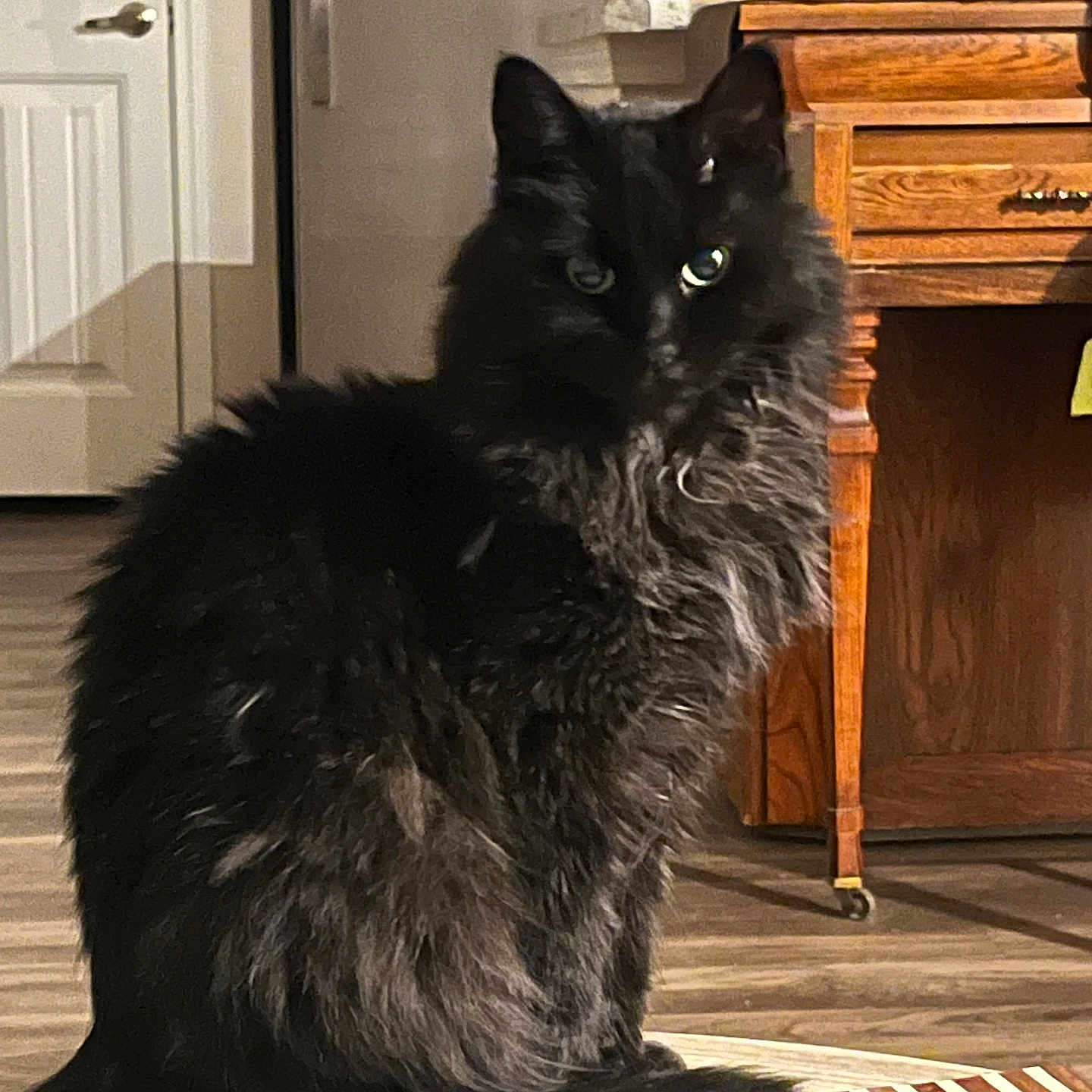 Porky joined the competition — help win amazing prizes! cat, black_cat, fluffy, indoor, pet, animal, feline, sitting, wooden_furniture, rug, floor, door, kitchen, home, domestic_animal, curious, looking, tail, ears, eyes