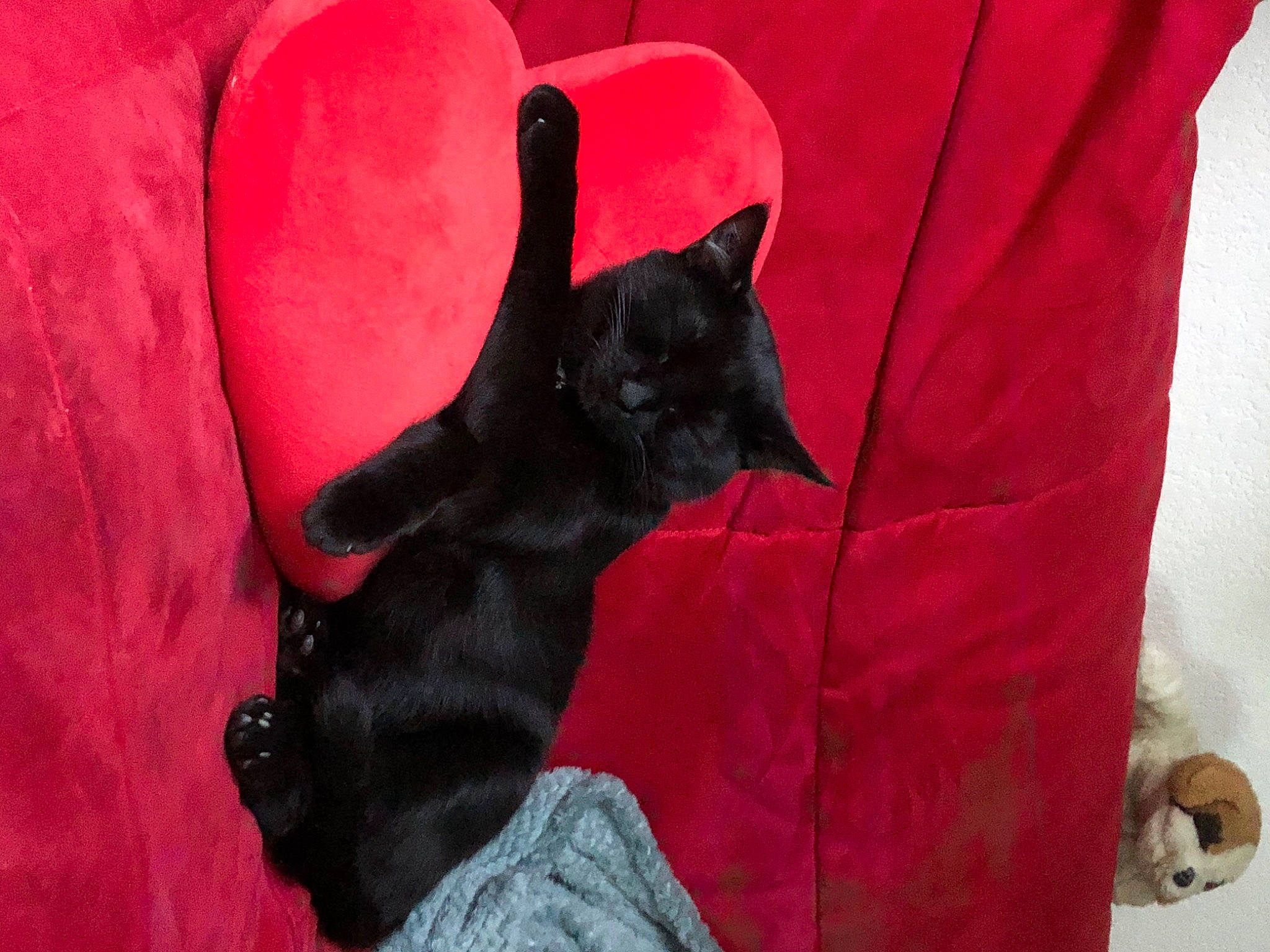 Hadès participe au concours pour gagner de l'argent avec cette photo : black, black_cat, carmine, carnivore, cat, claw, comfort, dog_breed, domestic_short_haired_cat, felidae, fur, gesture, grey, linens, magenta, sleeve, small_to_medium_sized_cats, tail, textile, whiskers