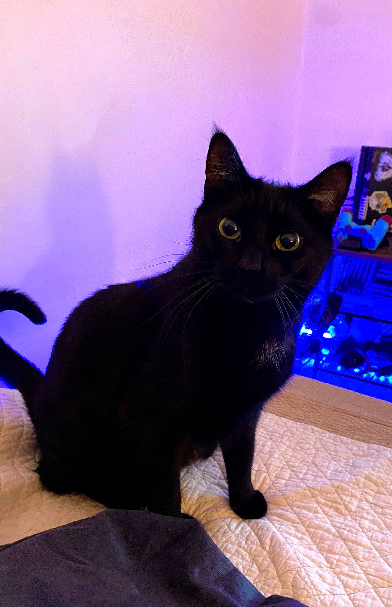 Hadès a rejoint le concours — aidez-le/la à gagner de superbes lots ! black_cat, bombay, carnivore, cat, comfort, domestic_short_haired_cat, electric_blue, eye, felidae, fur, grey, havana_brown, iris, paw, sitting, small_to_medium_sized_cats, snout, tail, whiskers, window