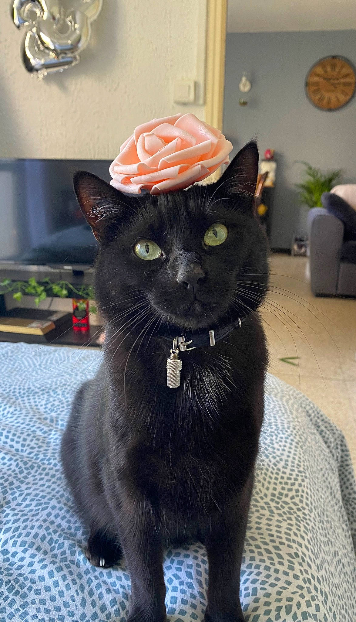 Hadès participe au concours pour gagner de l'argent avec cette photo : black_cat, bombay, carnivore, cat, clock, collar, domestic_short_haired_cat, felidae, flooring, fur, houseplant, plant, small_to_medium_sized_cats, snout, tail, terrestrial_animal, whiskers