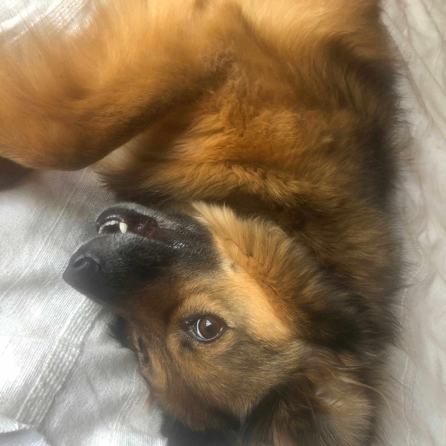 Lenú participe au concours pour gagner de l'argent avec cette photo : animal, canine, cat, cockerspaniel, dog, eskimodog, face, germanshepherd, goldenretriever, head, hound, husky, papillon, person, pet, photography, portrait, puppy, sleeping, snout