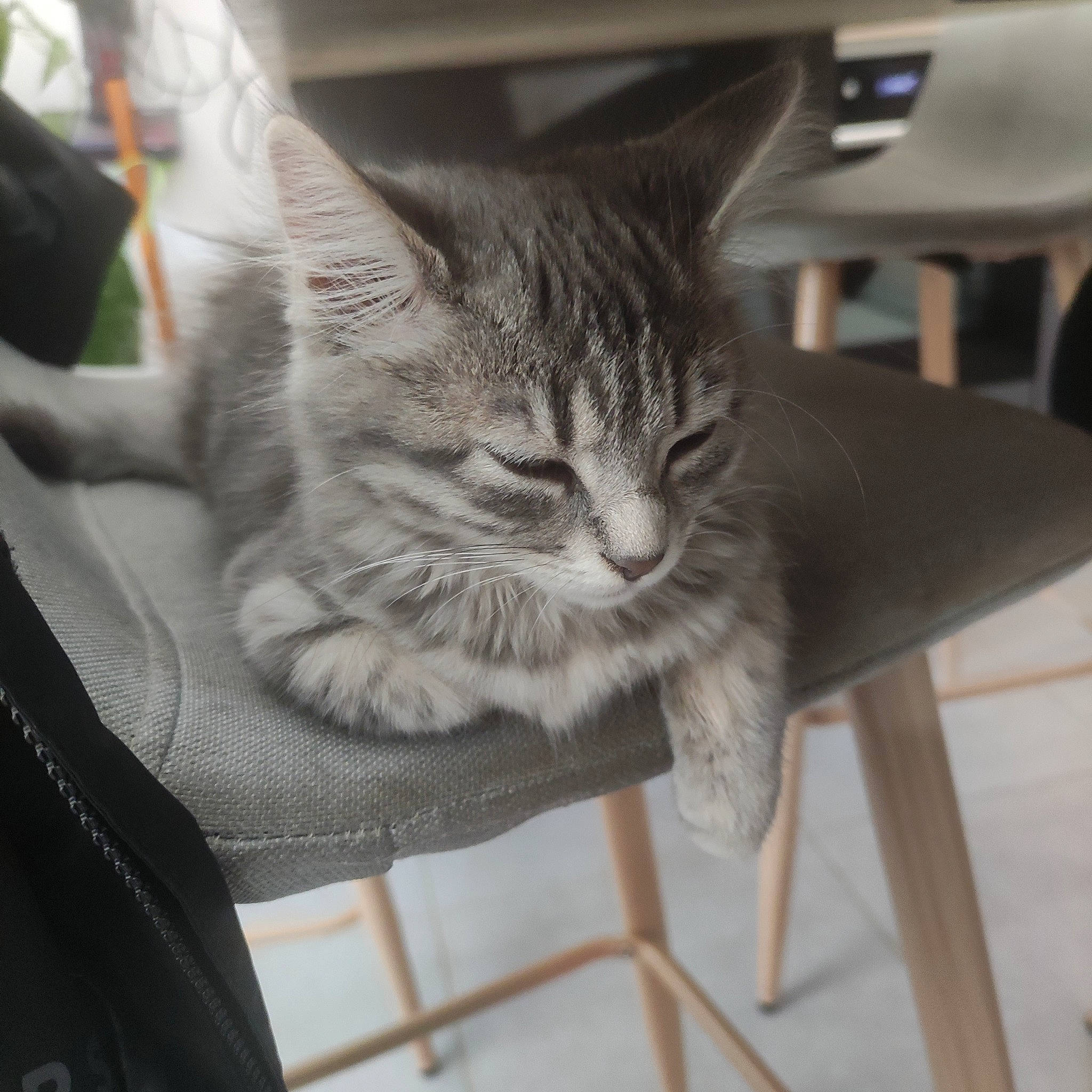 Kyra participe au concours pour gagner de l'argent avec cette photo : carnivore, cat, chair, claw, comfort, domestic_short_haired_cat, felidae, flooring, fur, grey, hardwood, paw, sitting, small_to_medium_sized_cats, snout, tail, tree, whiskers, window, wood