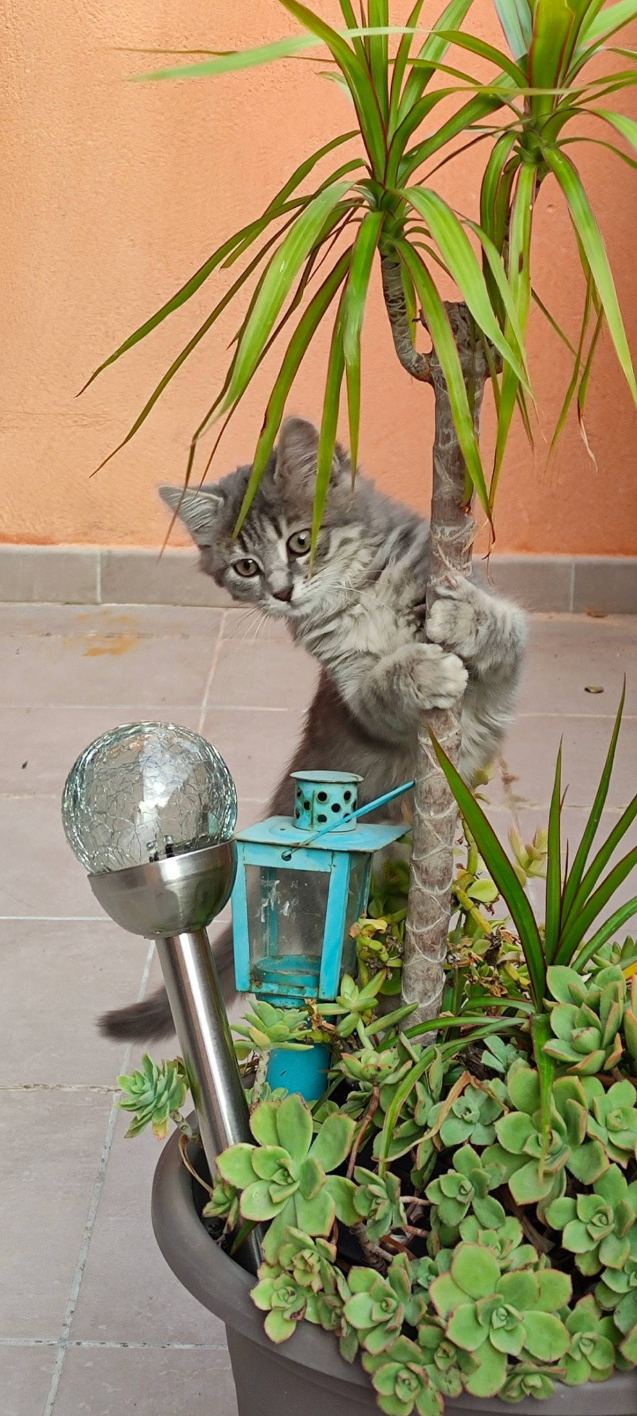 Kyra participe au concours pour gagner de l'argent avec cette photo : art, carnivore, cat, domestic_short_haired_cat, felidae, flowerpot, fur, garden, grass, green, herb, houseplant, lawn_ornament, plant, small_to_medium_sized_cats, tail, terrestrial_animal, terrestrial_plant, watering_can, whiskers