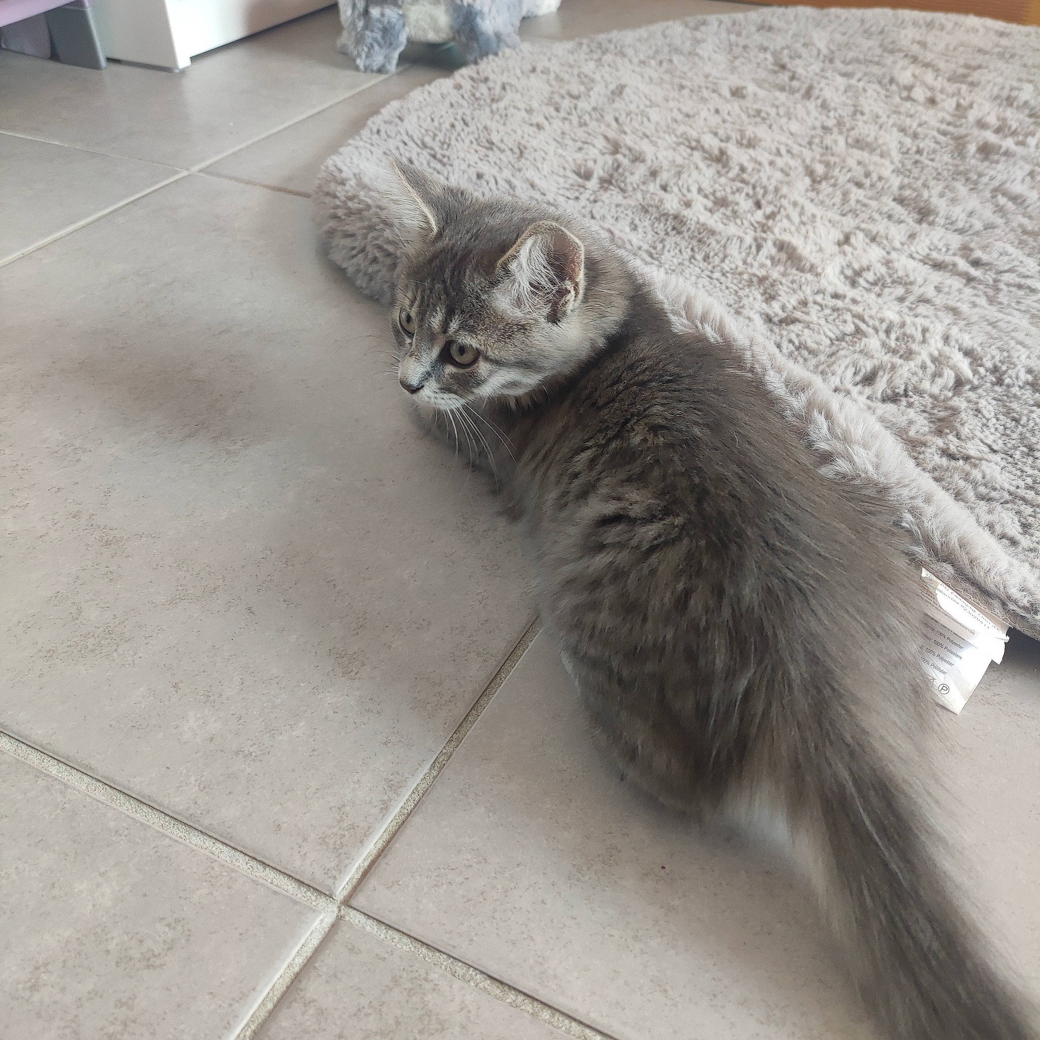 Kyra participe au concours pour gagner de l'argent avec cette photo : carnivore, cat, claw, domestic_short_haired_cat, felidae, floor, flooring, fur, grey, hardwood, paw, road_surface, small_to_medium_sized_cats, snout, tail, terrestrial_animal, tile, tile_flooring, whiskers, window