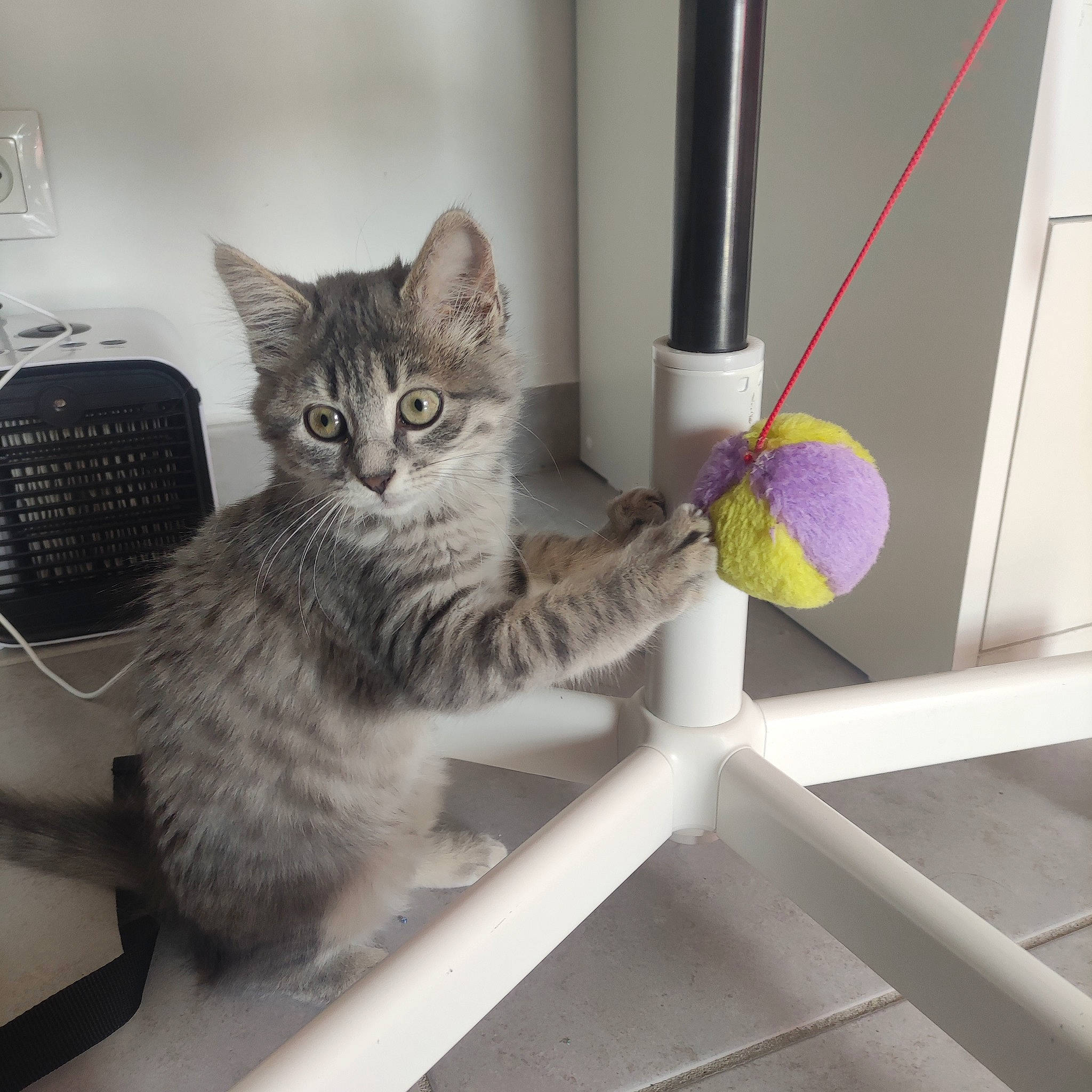 Kyra participe au concours pour gagner de l'argent avec cette photo : carnivore, cat, domestic_short_haired_cat, felidae, metal, paw, pet_supply, small_to_medium_sized_cats, tail, whiskers