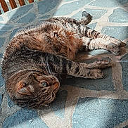 Miaous a rejoint le concours — aidez-le/la à gagner de superbes lots ! cat, tabby, animal, pet, feline, table, stone_table, wooden_chair, outdoor, sunlight, relaxed, resting, fur, whiskers, greenery, nature, shadow, pattern, closeup, daylight