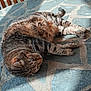 cat, tabby, animal, pet, feline, table, stone_table, wooden_chair, outdoor, sunlight, relaxed, resting, fur, whiskers, greenery, nature, shadow, pattern, closeup, daylight
